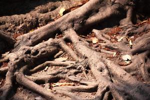 racines d'un arbre en thaïlande photo