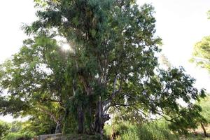 forêt dense d'eucalyptus dans le nord d'israël photo