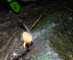 champignon sur un rocher photo