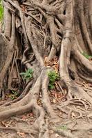 racine d'un arbre en thaïlande photo