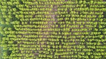 vue aérienne de la forêt verte photo
