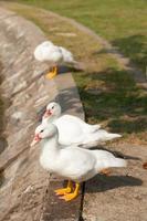 canards blancs dans le parc photo