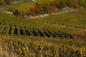 les splendides couleurs des vignobles des langhe piémontaises en automne, dans la région de la serralunga d'alba en 2022 photo