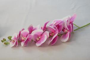 fleurs d'orchidées au salon spa photo