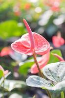 fleur d'anthurium rose photo
