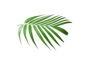 coupe de feuilles de palmier vert photo