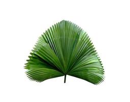 feuille de palmier vert tropical photo