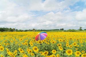 Parapluie multicolore dans le champ de tournesol