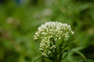 bourgeons blancs sur plante photo