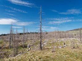 forêt morte brûlée. suite d'un incendie dévastateur. conséquences du réchauffement climatique et du changement climatique. photo