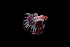 Beau poisson betta siamois coloré photo