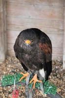 une vue d'un harris hawk photo