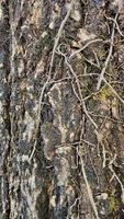 la nature arbre tronc rustique texture Contexte. patiné Naturel bois peau. photo