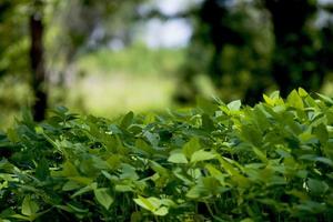 vert pois croissance sur une ferme photo