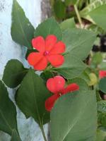 impatiens walleriana fleur photo