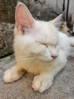 mammifères, chats persans à fourrure blanche duveteuse et animaux de compagnie doux, mignons et mignons photo