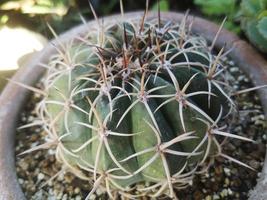 de bonne heure Matin photographier de cactus dans en retard hiver février photo