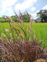 photo de herbe fleurs dans le des champs