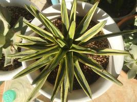 photo de cactus dans le hiver de février