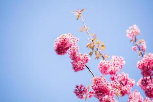 magnifique rose Cerise fleurs, Sakura fleurs. photo