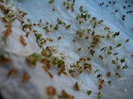 salade de cresson microgreens de plus en plus de fond. photo micro pousses vertes semis