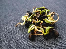 fond de culture de micro-verts de tournesol. photo micro pousses vertes semis