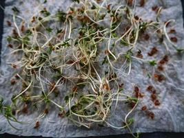 salade de cresson microgreens de plus en plus de fond. photo micro pousses vertes semis