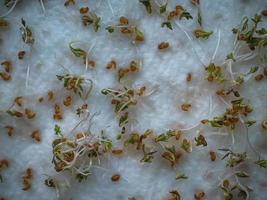 salade de cresson microgreens de plus en plus de fond. photo micro pousses vertes semis