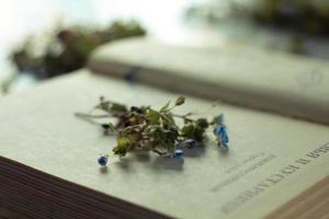 proche en haut conservation fleurs sauvages bouquet dans entre livre pages concept photo