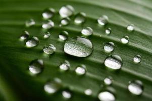 de nombreuses gouttelettes d'eau sur les feuilles de bananier photo