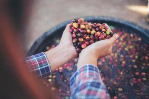 Close-up de grains de café de fruits rouges crus sur la main de l'agriculteur photo