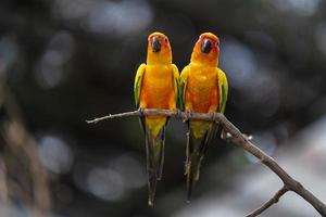 deux perroquets conure soleil photo