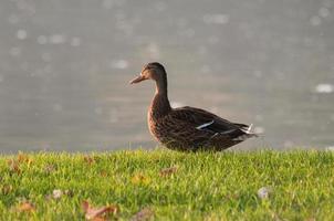 petit lac en westphalie photo