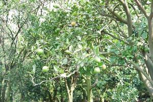 brut nourriture fruit des oranges maturité agriculture ferme Orange bosquet photo