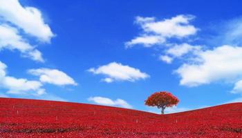 feuilles rouges colorées et paysage d'arbres sur ciel bleu photo