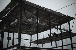 pigeons en cage. élevage de pigeons. oiseaux derrière les barreaux. animaux sortis de captivité. photo