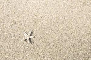 étoile de mer sur la plage