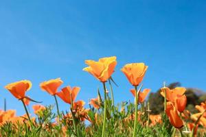 champ de pavot et fleurs sauvages au soleil sous un ciel bleu