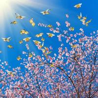 fleurs de cerisier roses avec des papillons dans le ciel