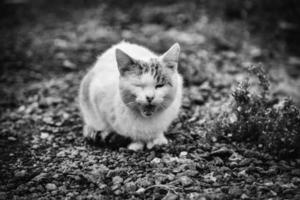 chat blanc abandonné photo