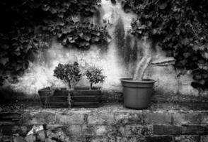 pots de cactus photo