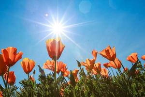 champ de pavot et fleurs sauvages au soleil sous un ciel bleu