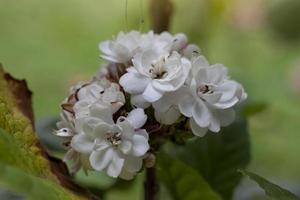 gloire tonnelle, Rose clérodendre, Birmanie tête conique ou Dame nugent Rose Floraison dans le jardin est herbe de thaïlandais. Propriétés de feuilles à traiter de dermatite et racine à Aidez-moi diurétique. photo