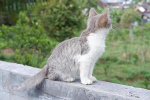 mignonne et sucré peu chat photo