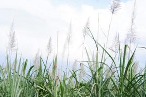 panoramique paysage. Frais vert prés et épanouissement sauvage plante photo