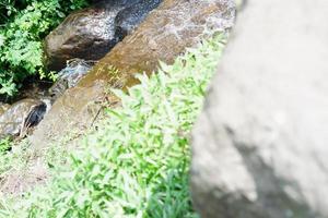 l'eau la source dans le forêt photo