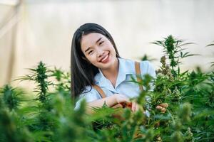 portrait de content asiatique femme ouvrier les usages cannabis taille cisailles à Coupe marijuana chanvre cannabis fleurs bourgeons et les plantes dans intérieur cannabis les plantes. cannabis affaires et alternative médicament. photo