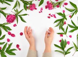 femelle mains et Bourgogne épanouissement pivoines sur une blanc Contexte photo