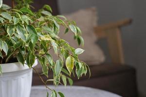 ficus feuilles sont tournant Jaune. ficus maladies. populaire plante d'appartement ficus photo