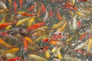 Japon koi poisson ou fantaisie carpe nager dans une noir étang poisson étang. populaire animaux domestiques pour relaxation et feng shui signification. populaire animaux domestiques parmi personnes. photo